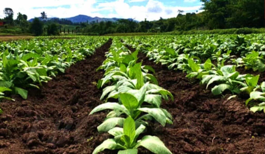 Табачные растения растут на поле в Бангладеш